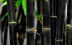 Black Bamboo - Phyllostachys Nigra - 3 Gallon Pot (Single Cane: 4-6'+) 17 Black Bamboo - Phyllostachys Nigra - 3 Gallon Pot (Single Cane: 4-6'+) -Wilson Bros Gardens Shop Bamboo Black 53