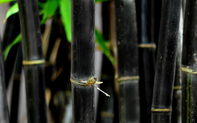 Black Bamboo - Phyllostachys Nigra - 3 Gallon Pot (Single Cane: 2-4') 9 Black Bamboo - Phyllostachys Nigra - 3 Gallon Pot (Single Cane: 2-4') - Image 9