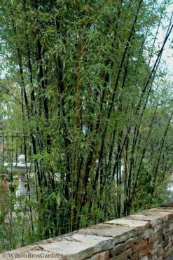 Black Bamboo - Phyllostachys Nigra - 3 Gallon Pot (Multi Cane: 4-6'+) -Wilson Bros Gardens Shop Bamboo Black 55 1