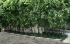 Black Bamboo - Phyllostachys Nigra - 3 Gallon Pot (Single Cane: 4-6'+) 14 Black Bamboo - Phyllostachys Nigra - 3 Gallon Pot (Single Cane: 4-6'+) -Wilson Bros Gardens Shop Bamboo Black 56