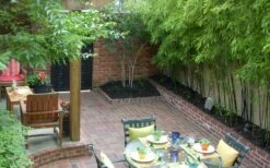 Black Bamboo - Phyllostachys Nigra - 3 Gallon Pot (Single Cane: 4-6'+) 16 Black Bamboo - Phyllostachys Nigra - 3 Gallon Pot (Single Cane: 4-6'+) -Wilson Bros Gardens Shop Bamboo Black 58