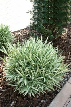 Dwarf White Stripe Bamboo - Pleioblastus Fortunei - 1 Gallon Pot 13 Dwarf White Stripe Bamboo - Pleioblastus Fortunei - 1 Gallon Pot -Wilson Bros Gardens Shop Bamboo Dwarf White Stripe 1