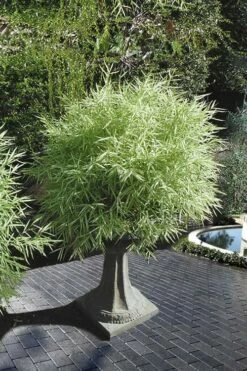Dwarf White Stripe Bamboo - Pleioblastus Fortunei - 1 Gallon Pot