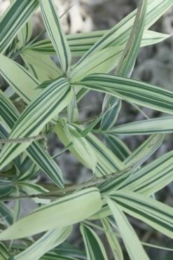 Dwarf White Stripe Bamboo - Pleioblastus Fortunei - 1 Gallon Pot 12 Dwarf White Stripe Bamboo - Pleioblastus Fortunei - 1 Gallon Pot -Wilson Bros Gardens Shop Bamboo Dwarf White Stripe 7