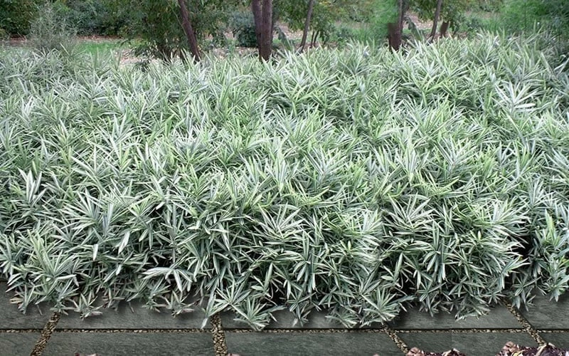 Dwarf White Stripe Bamboo - Pleioblastus Fortunei - 1 Gallon Pot 4 Dwarf White Stripe Bamboo - Pleioblastus Fortunei - 1 Gallon Pot - Image 4