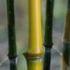 Elegant Bamboo - Phyllostachys Elegans - 3 Gallon Pot