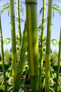 Flavescens Inversa Bamboo (Phyllostachys Aurea) - 3 Gallon Pot (2-4') -Wilson Bros Gardens Shop Bamboo Flavescens Inversa 11