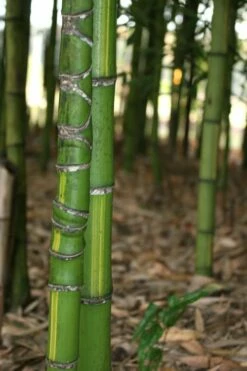 Flavescens Inversa Bamboo (Phyllostachys Aurea) - 3 Gallon Pot (2-4') -Wilson Bros Gardens Shop Bamboo Flavescens Inversa 13