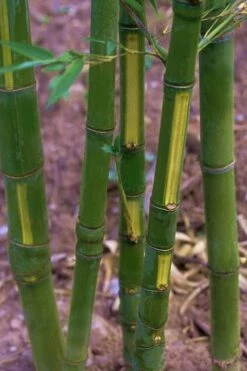 Flavescens Inversa Bamboo (Phyllostachys Aurea) - 3 Gallon Pot (4-6')