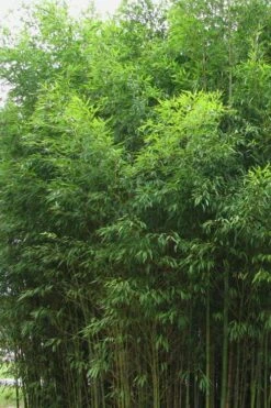 Flavescens Inversa Bamboo (Phyllostachys Aurea) - 3 Gallon Pot (2-4') -Wilson Bros Gardens Shop Bamboo Flavescens Inversa