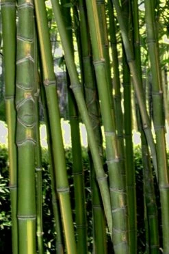 Flavescens Inversa Bamboo (Phyllostachys Aurea) - 3 Gallon Pot (2-4') -Wilson Bros Gardens Shop Bamboo Flavescens Inversa Rev 500x750 1