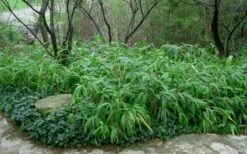 Giant Leaf Bamboo - Indocalamus Tessellatus - 3 Gallon Pot 12 Giant Leaf Bamboo - Indocalamus Tessellatus - 3 Gallon Pot -Wilson Bros Gardens Shop Bamboo Giant Leaf 53