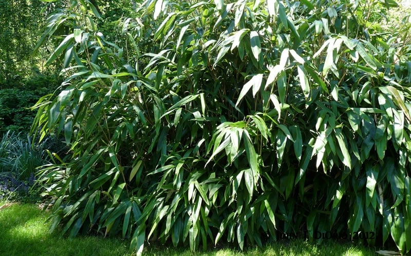 Giant Leaf Bamboo - Indocalamus Tessellatus - 3 Gallon Pot 5 Giant Leaf Bamboo - Indocalamus Tessellatus - 3 Gallon Pot - Image 5