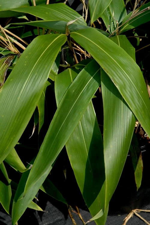 Giant Leaf Bamboo - Indocalamus Tessellatus - 3 Gallon Pot 4 Giant Leaf Bamboo - Indocalamus Tessellatus - 3 Gallon Pot - Image 4