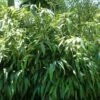 Giant Leaf Bamboo - Indocalamus Tessellatus - 3 Gallon Pot