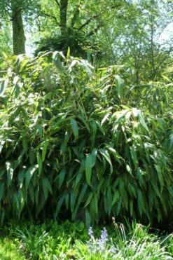 Giant Leaf Bamboo - Indocalamus Tessellatus - 3 Gallon Pot