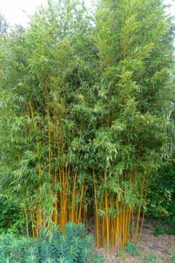 Gold Vivax Giant Timber Bamboo (Green Stripe Bamboo) - Phyllostachys Vivax 'Aureocaulis' - 3 Gallon Pot (2-4') 11 Gold Vivax Giant Timber Bamboo (Green Stripe Bamboo) - Phyllostachys Vivax 'Aureocaulis' - 3 Gallon Pot (2-4') -Wilson Bros Gardens Shop Bamboo Gold Vivax 2