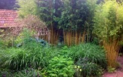 Gold Vivax Giant Timber Bamboo (Green Stripe Bamboo) - Phyllostachys Vivax 'Aureocaulis' - 3 Gallon Pot (4-6') -Wilson Bros Gardens Shop Bamboo Gold Vivax 6 1