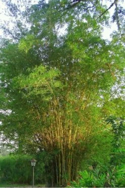 Golden Fishpole Bamboo - Phyllostachys Aurea - 3 Gallon Pot (4-6') 13 Golden Fishpole Bamboo - Phyllostachys Aurea - 3 Gallon Pot (4-6') -Wilson Bros Gardens Shop Bamboo Golden 10