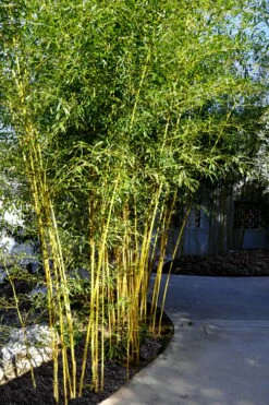 Golden Fishpole Bamboo - Phyllostachys Aurea - 3 Gallon Pot (4-6') 10 Golden Fishpole Bamboo - Phyllostachys Aurea - 3 Gallon Pot (4-6') -Wilson Bros Gardens Shop Bamboo Golden 11