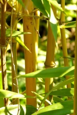 Golden Fishpole Bamboo - Phyllostachys Aurea - 3 Gallon Pot (4-6') 12 Golden Fishpole Bamboo - Phyllostachys Aurea - 3 Gallon Pot (4-6') -Wilson Bros Gardens Shop Bamboo Golden 13