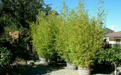 Golden Fishpole Bamboo - Phyllostachys Aurea - 3 Gallon Pot (4-6') 11 Golden Fishpole Bamboo - Phyllostachys Aurea - 3 Gallon Pot (4-6') -Wilson Bros Gardens Shop Bamboo Golden 15