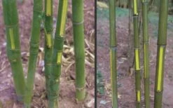 Flavescens Inversa Bamboo (Phyllostachys Aurea) - 3 Gallon Pot (2-4') -Wilson Bros Gardens Shop Bamboo Golden Fish Pole 2