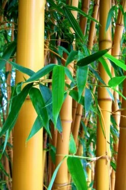 True Gold Golden Fish Pole Bamboo (Phyllostachys Aurea 'Holochrysa') - 3 Gallon Pot 8 True Gold Golden Fish Pole Bamboo (Phyllostachys Aurea 'Holochrysa') - 3 Gallon Pot -Wilson Bros Gardens Shop Bamboo Golden Golden 23 500x750 1