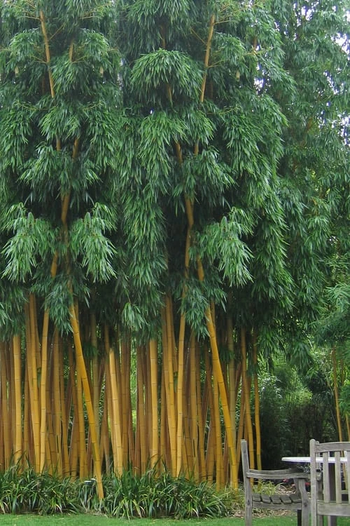 Gold Vivax Giant Timber Bamboo (Green Stripe Bamboo) - Phyllostachys Vivax 'Aureocaulis' - 3 Gallon Pot (2-4') 1 Gold Vivax Giant Timber Bamboo (Green Stripe Bamboo) - Phyllostachys Vivax 'Aureocaulis' - 3 Gallon Pot (2-4')