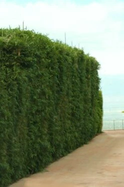 Graceful Bamboo (Slender Weavers) - Bambusa Textilis 'Gracilis' - 2 Gallon Pot 13 Graceful Bamboo (Slender Weavers) - Bambusa Textilis 'Gracilis' - 2 Gallon Pot -Wilson Bros Gardens Shop Bamboo Graceful 1