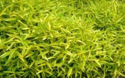 Dwarf Green Stripe Bamboo (Pleioblastus Viridistriatus) - 1 Gallon Pot -Wilson Bros Gardens Shop Bamboo Green Stripe 11 1