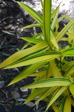 Dwarf Green Stripe Bamboo - Pleioblastus Viridistriatus - 2 Gallon Pot -Wilson Bros Gardens Shop Bamboo Green Stripe 12