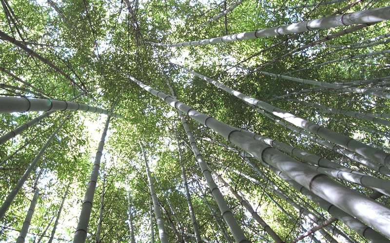Henon Giant Gray Bamboo - Phyllostachys Nigra 'Henon' - 2 Gallon Pot 5 Henon Giant Gray Bamboo - Phyllostachys Nigra 'Henon' - 2 Gallon Pot - Image 5