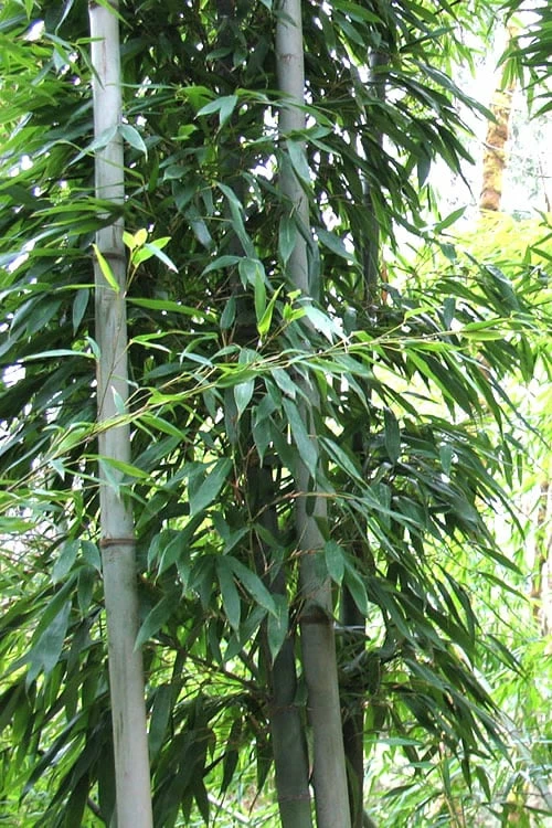 Henon Giant Gray Bamboo - Phyllostachys Nigra 'Henon' - 2 Gallon Pot 4 Henon Giant Gray Bamboo - Phyllostachys Nigra 'Henon' - 2 Gallon Pot - Image 4