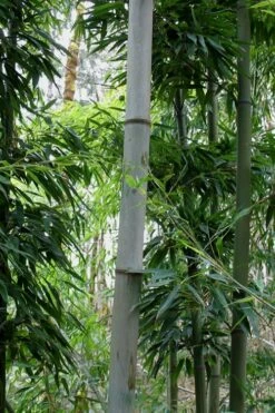 Henon Giant Gray Bamboo - Phyllostachys Nigra 'Henon' - 3 Gallon Pot (3-4') 13 Henon Giant Gray Bamboo - Phyllostachys Nigra 'Henon' - 3 Gallon Pot (3-4') -Wilson Bros Gardens Shop Bamboo Henon 12