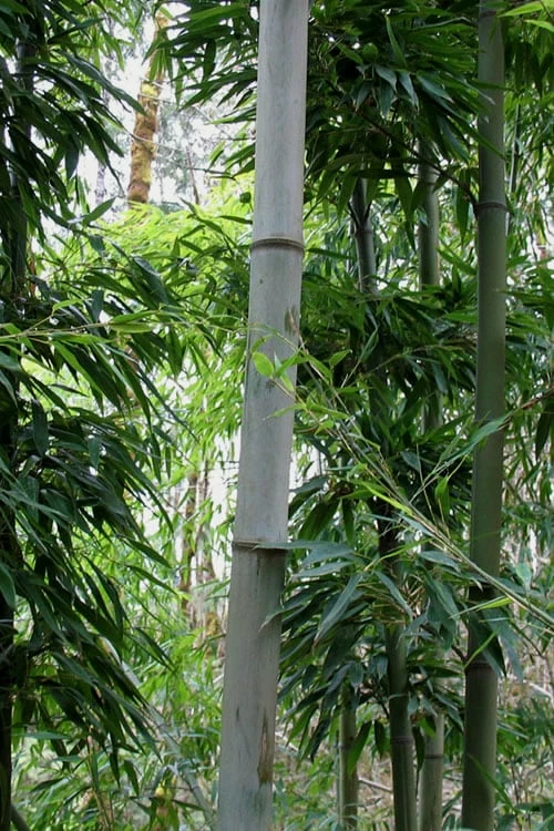 Henon Giant Gray Bamboo - Phyllostachys Nigra 'Henon' - 3 Gallon Pot (3-4') 7 Henon Giant Gray Bamboo - Phyllostachys Nigra 'Henon' - 3 Gallon Pot (3-4') - Image 7