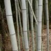 Henon Giant Gray Bamboo - Phyllostachys Nigra 'Henon' - 2 Gallon Pot