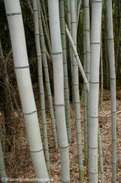 Henon Giant Gray Bamboo - Phyllostachys Nigra 'Henon' - 2 Gallon Pot