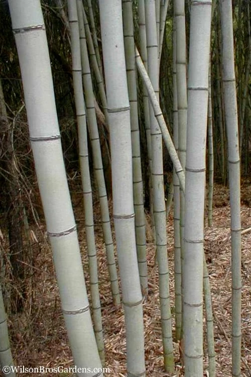 Henon Giant Gray Bamboo - Phyllostachys Nigra 'Henon' - 2 Gallon Pot 1 Henon Giant Gray Bamboo - Phyllostachys Nigra 'Henon' - 2 Gallon Pot