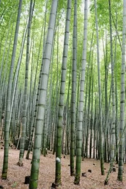 Henon Giant Gray Bamboo - Phyllostachys Nigra 'Henon' - 3 Gallon Pot (3-4') 12 Henon Giant Gray Bamboo - Phyllostachys Nigra 'Henon' - 3 Gallon Pot (3-4') -Wilson Bros Gardens Shop Bamboo Henon 16