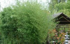 Humilis Hedge Bamboo - Phyllostachys Humilis - 3 Gallon Pot -Wilson Bros Gardens Shop Bamboo Humilis 1 1