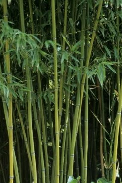 Humilis Hedge Bamboo - Phyllostachys Humilis - 2 Gallon Pot -Wilson Bros Gardens Shop Bamboo Humilis 11