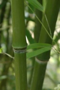 Humilis Hedge Bamboo - Phyllostachys Humilis - 2 Gallon Pot -Wilson Bros Gardens Shop Bamboo Humilis 5