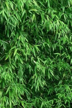 Humilis Hedge Bamboo - Phyllostachys Humilis - 3 Gallon Pot -Wilson Bros Gardens Shop Bamboo Humilis 9 1