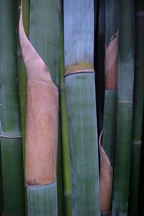 Giant Weavers Royal Bamboo (Wong Chuk) - Bambusa Textilis 'Kanapaha' - 3 Gallon Pot 5 Giant Weavers Royal Bamboo (Wong Chuk) - Bambusa Textilis 'Kanapaha' - 3 Gallon Pot - Image 5