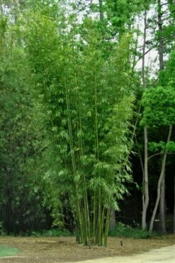 Giant Weavers Royal Bamboo (Wong Chuk) - Bambusa Textilis 'Kanapaha' - 3 Gallon Pot 15 Giant Weavers Royal Bamboo (Wong Chuk) - Bambusa Textilis 'Kanapaha' - 3 Gallon Pot -Wilson Bros Gardens Shop Bamboo Kanapaha 6