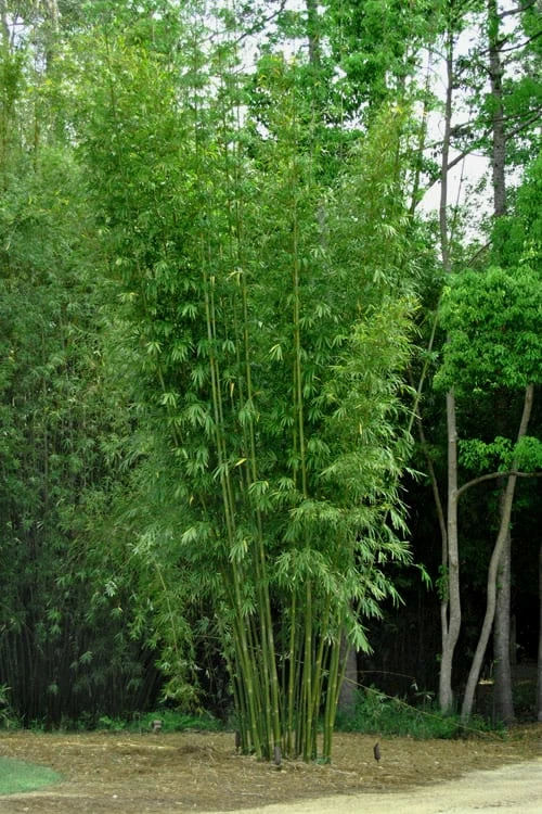 Giant Weavers Royal Bamboo (Wong Chuk) - Bambusa Textilis 'Kanapaha' - 3 Gallon Pot 7 Giant Weavers Royal Bamboo (Wong Chuk) - Bambusa Textilis 'Kanapaha' - 3 Gallon Pot - Image 7