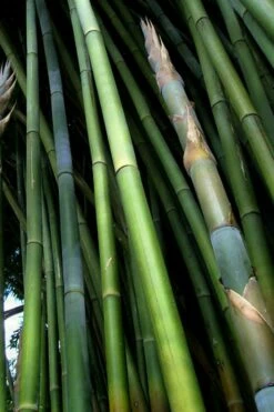 Giant Weavers Royal Bamboo (Wong Chuk) - Bambusa Textilis 'Kanapaha' - 3 Gallon Pot 16 Giant Weavers Royal Bamboo (Wong Chuk) - Bambusa Textilis 'Kanapaha' - 3 Gallon Pot -Wilson Bros Gardens Shop Bamboo Kanapaha 8