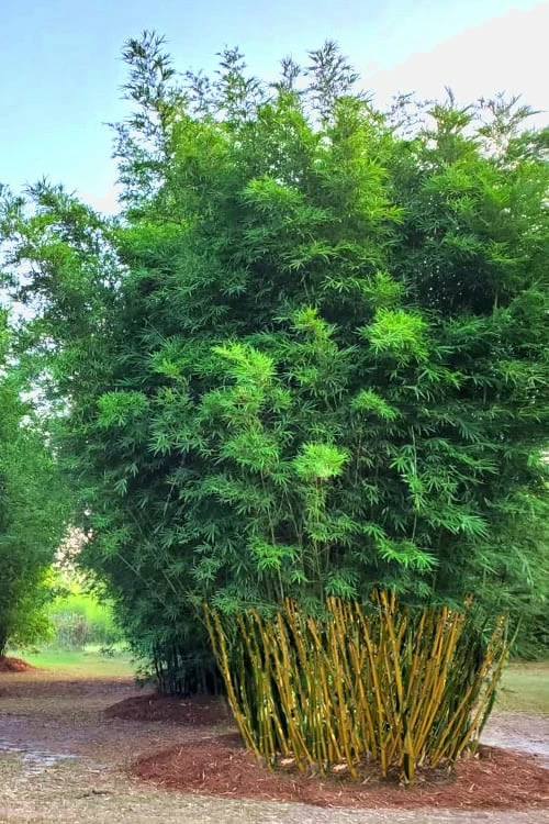 Yellow Buddha Belly Bamboo - Bambusa Ventricosa 'Kimmei' - 3 Gallon Pot 4 Yellow Buddha Belly Bamboo - Bambusa Ventricosa 'Kimmei' - 3 Gallon Pot - Image 4