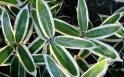 Kuma Zasa Dwarf Bamboo (Sasa Veitchii 'Kuma-Zasa') - 3 Gallon Pot 10 Kuma Zasa Dwarf Bamboo (Sasa Veitchii 'Kuma-Zasa') - 3 Gallon Pot -Wilson Bros Gardens Shop Bamboo Kuma Zasa 1